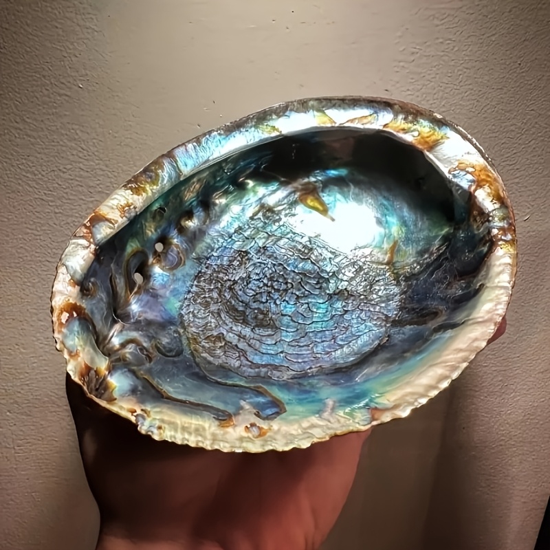 Plant Parents - Pot Tanaman dari Cangkang Abalone, Ornamen