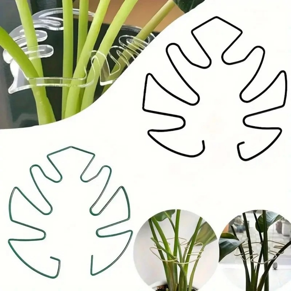 Variegated Monstera Node - 1 Buah Klip Tanaman Besar untuk