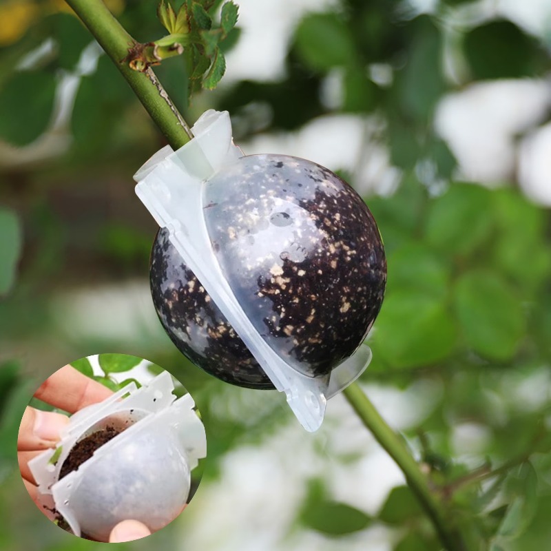 5/30 Buah Kotak Perbanyakan Ta - Plant Parents ulasan dan harga