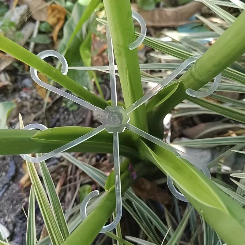 4 Buah Klip Penyangga Tanaman  - Variegated Monstera Node ulasan dan harga