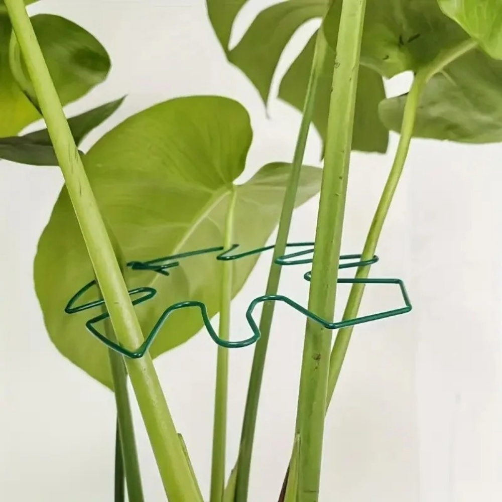 1 Buah Klip Tanaman Besar untu - Variegated Monstera Node ulasan dan harga