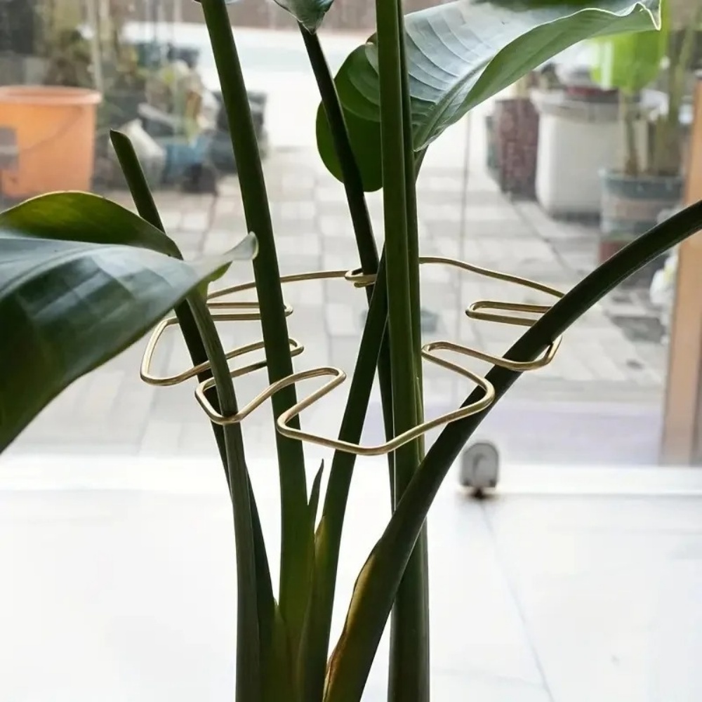 1 Buah Klip Tanaman Besar untu - Variegated Monstera Node ulasan dan harga