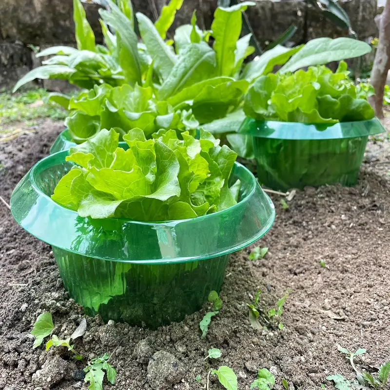 Cincin Pelindung Siput Tanaman - Plant Parents ulasan dan harga