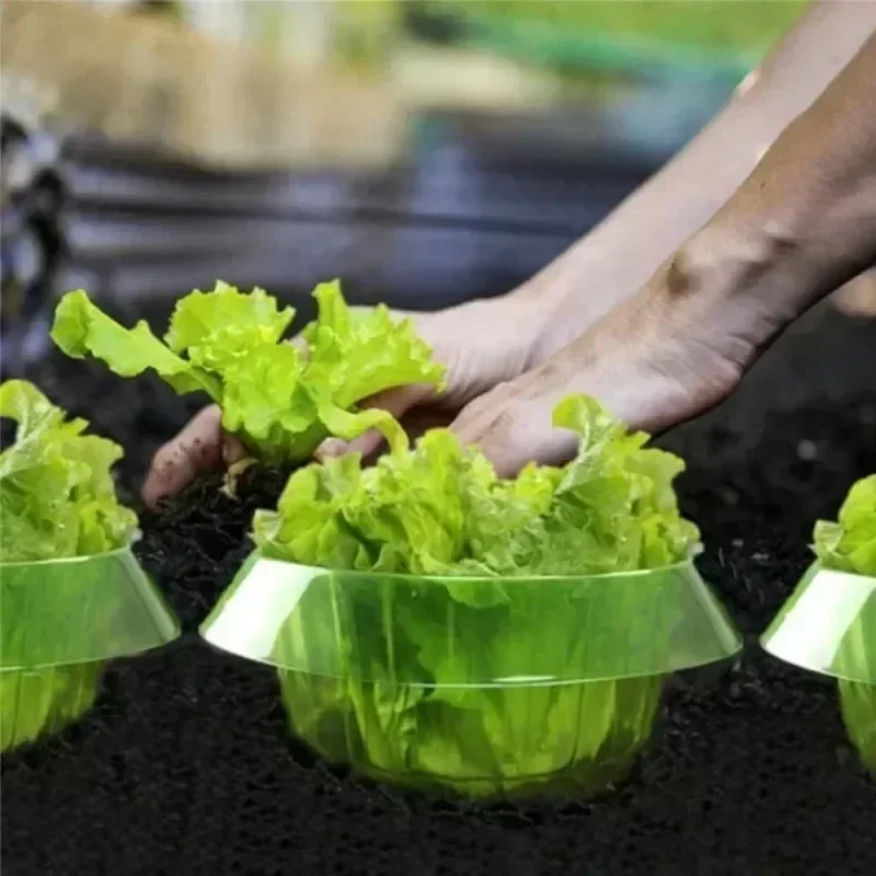 Cincin Pelindung Siput Tanaman - Plant Parents ulasan dan harga