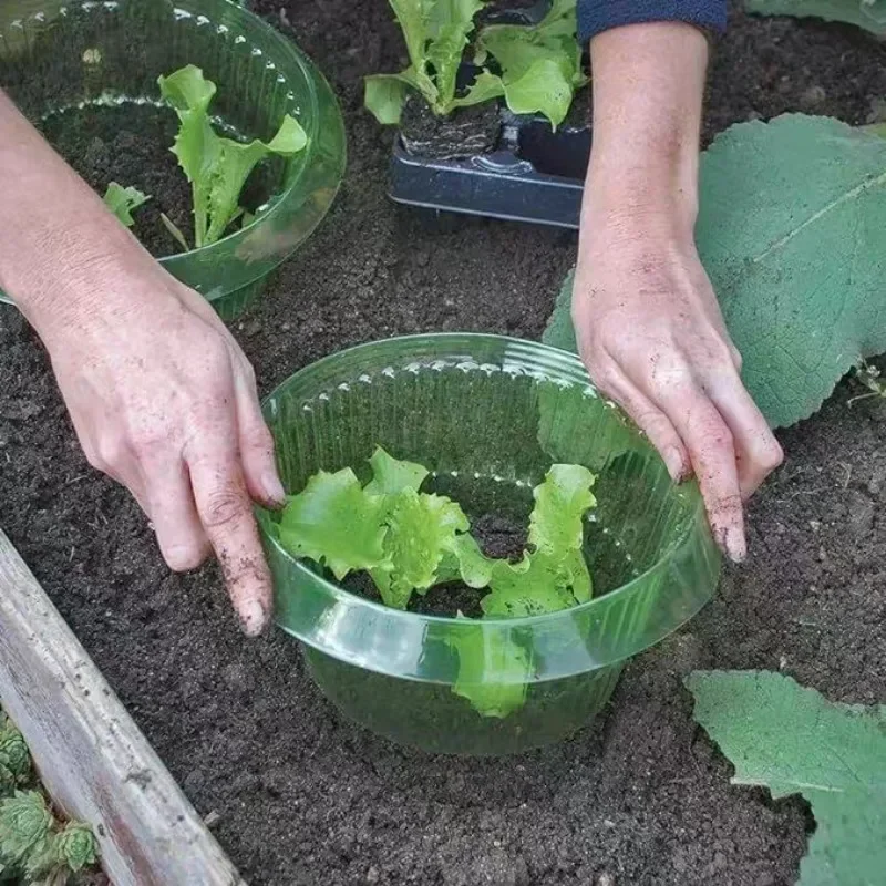 Cincin Pelindung Siput Tanaman - Plant Parents ulasan dan harga
